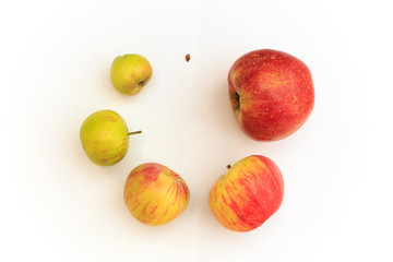 stages of apple ripening with white background, from seed to apple