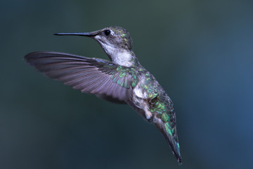 Kolibri