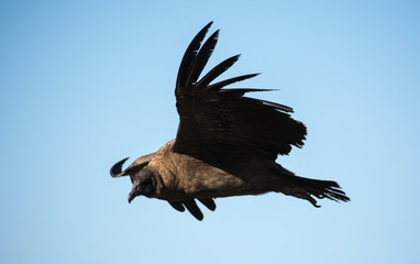 Condor adulto hembra