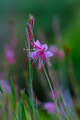 Small pink flowers in the garden