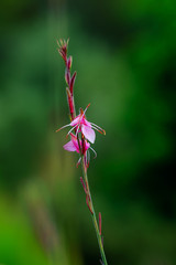 Small pink flowers in the garden