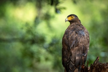 Obraz premium Portrait of crested Serpent Eagle perched in tree in Wilpattu National Park in Sri Lanka, close up photo, exotic birding in Asia, beautifuů bird of prey with yellow eyes