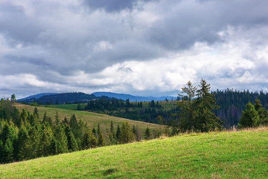 spruce forests on rolling hills