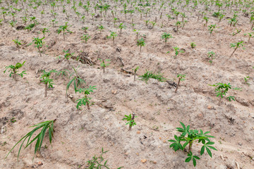 cassava fields on natural background. Grow cassava. Season of planting cassava. Mixed garden between cassava and rubber trees. Concept of planting cassava.