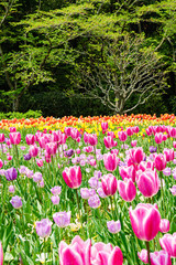 field of pink tulips