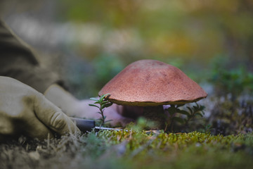 The search for mushrooms in the woods. Mushroom picker. A man is cutting a white mushroom with a knife.