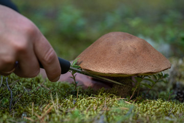 The search for mushrooms in the woods. Mushroom picker. A man is cutting a white mushroom with a knife.
