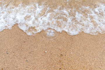 浜辺に打ち揚げられたミズクラゲ