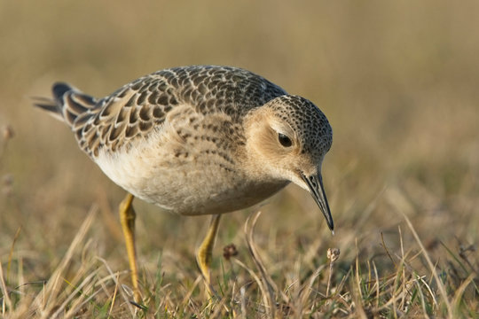 Buff-breasted Sandpiper (Calidris subruficollis), Eshaness, Mainland, Shetland, Scotland, UK.