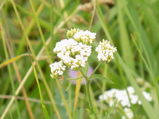 Summer, Sunny day. Flowering yarrow. Beautiful flower. Snow-white inflorescences of small white flowers.