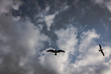 seagull in the sky
