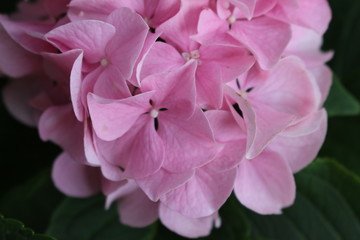 Obraz premium Hortensie makro close up Pflanze Blüte Blütenblätter