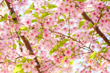 cherry blossom - Japanese Sakura