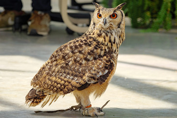 owl