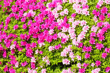 pink and white flowers background - Japanese Tsutsuji