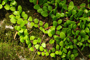moss in forest