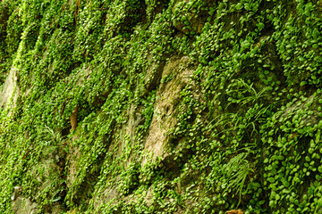 moss in forest