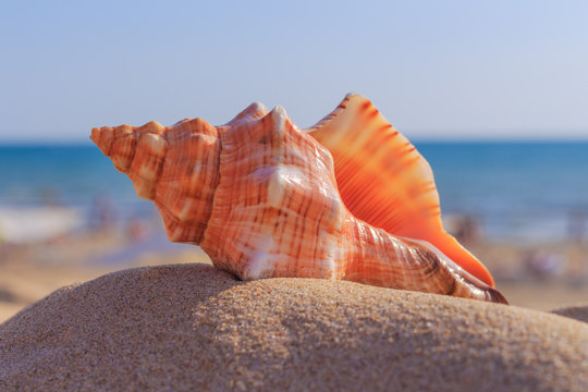 shell on the beach