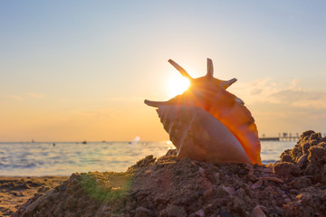 shell on the beach
