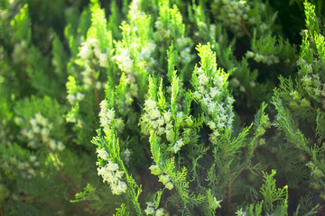 coniferous bush with green fruits 