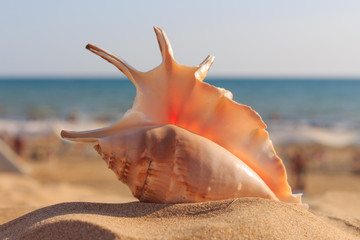 Obraz na płótnie Canvas shell on the beach