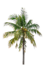 Plakat coconut tree isolated beautiful on white background