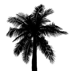 Fototapeta na wymiar coconut tree silhouettes beautiful isolated on white background