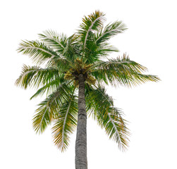 Obraz na płótnie Canvas coconut tree isolated beautiful on white background