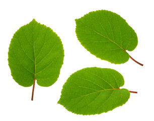 kiwi fruit leaf isolated white background