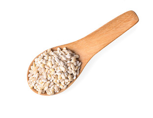 Barley grains on white  background