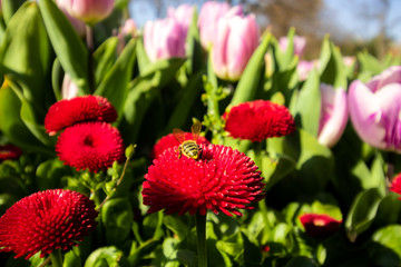red flowers and a bee in the garden