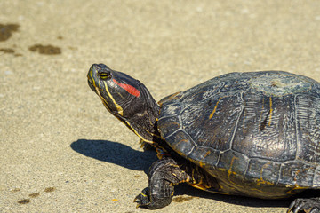 turtle on road