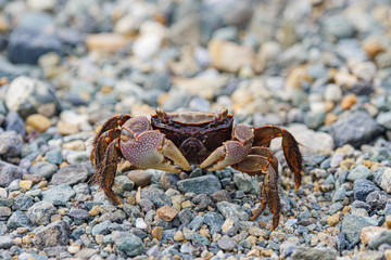 crab on sand