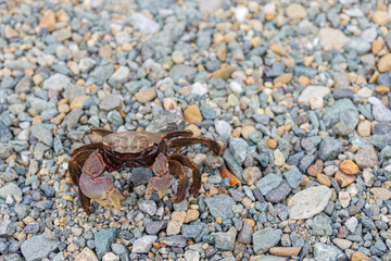 crab on sand