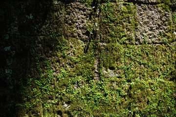 moss and brick stone - Japanese castle