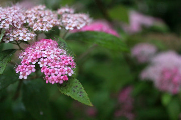 Close-up of inflorescence of small pink flowers in the garden. Bright pink flowers on a blurred green background.