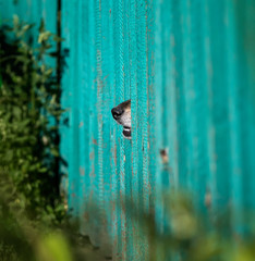 funny dog curiously stuck his black nose in the hole of the wooden fence in the garden, protecting their territory