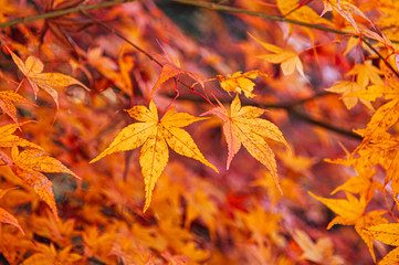 Naklejka na ściany i meble Yellow autumn maple leaves close up detail background - Japan season colourful