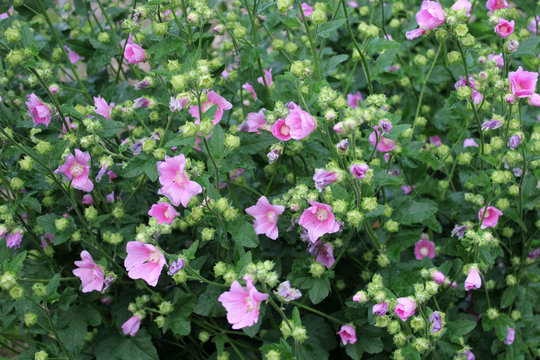Large rose mallow Bush in the garden. Close-up view of the flowering Bush in the country garden. Natural background.