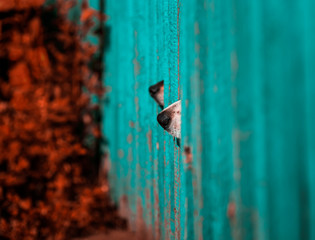  two funny curious dogs poke their black noses into the wooden fence in the autumn village garden...