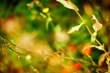 red autumn leaves