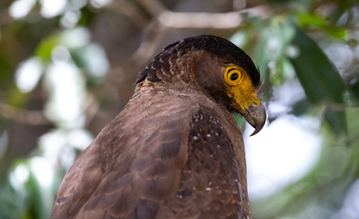Birds of Sri Lanka, Crested Serpent Eagle 