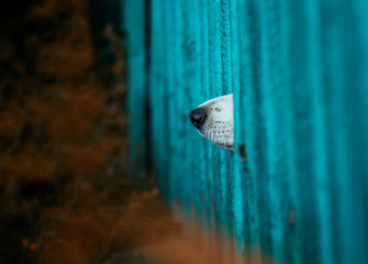 funny dog curiously stuck his black nose in the hole of the wooden fence in the garden, protecting their territory