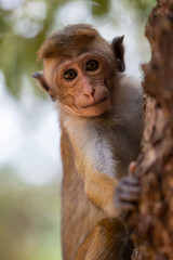 Monkeys of Sri Lanka, Toque Macaque baby monkey