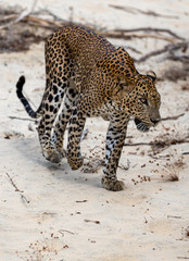Sri Lankan Leopard, an endangered species endemic to Sri Lanka
