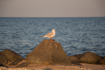 The seagull stands by the sea and looks away