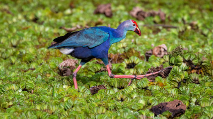 Purple swamp hen feeding on a marshy water in Sri Lanka