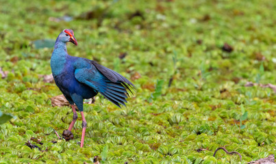 Purple swamp hen feeding on a marshy water in Sri Lanka