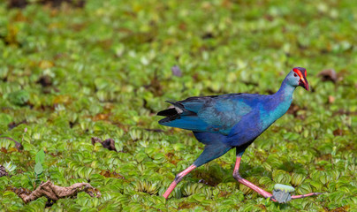 Purple swamp hen feeding on a marshy water in Sri Lanka