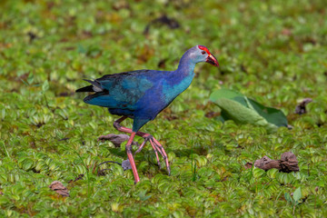 Purple swamp hen feeding on a marshy water in Sri Lanka